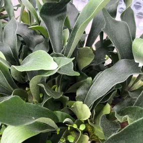 Common Staghorn Fern (Platycerium bifurcatum)