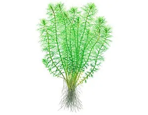 Tropica Myriophyllum Guyana 1-2-Grow