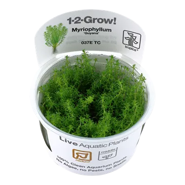 Tropica Myriophyllum Guyana 1-2-Grow