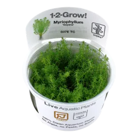 Tropica Myriophyllum Guyana 1-2-Grow